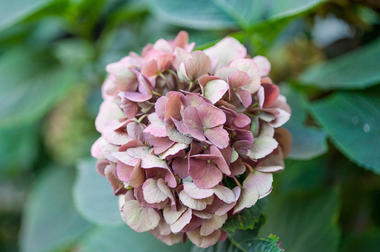 hydrangea greenhouse hydrangea blossom free photo