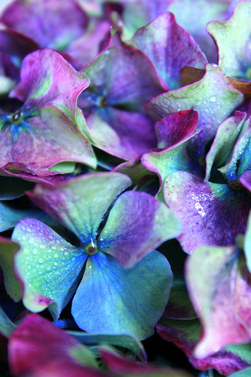 hydrangea purple colorful free photo