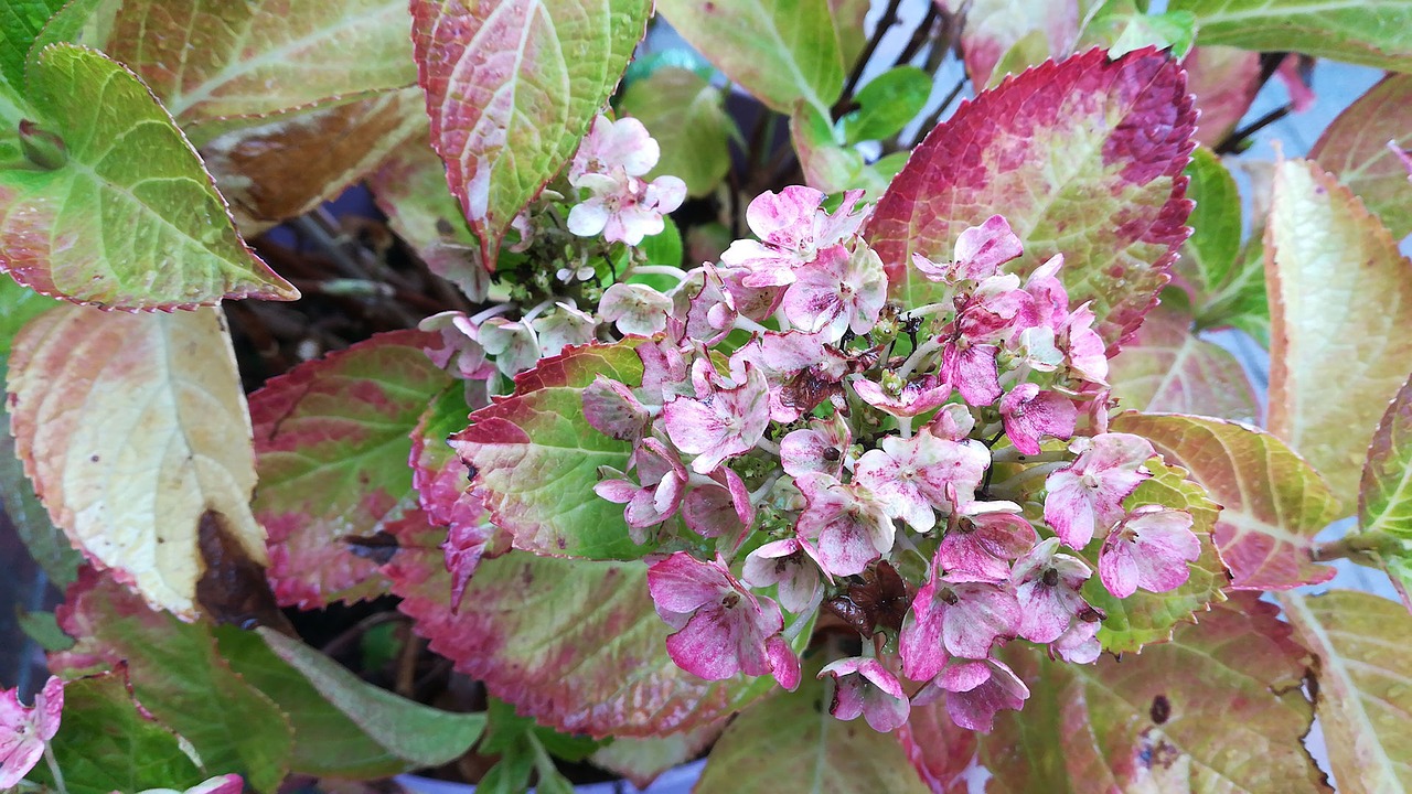 hydrangea garden autumn free photo