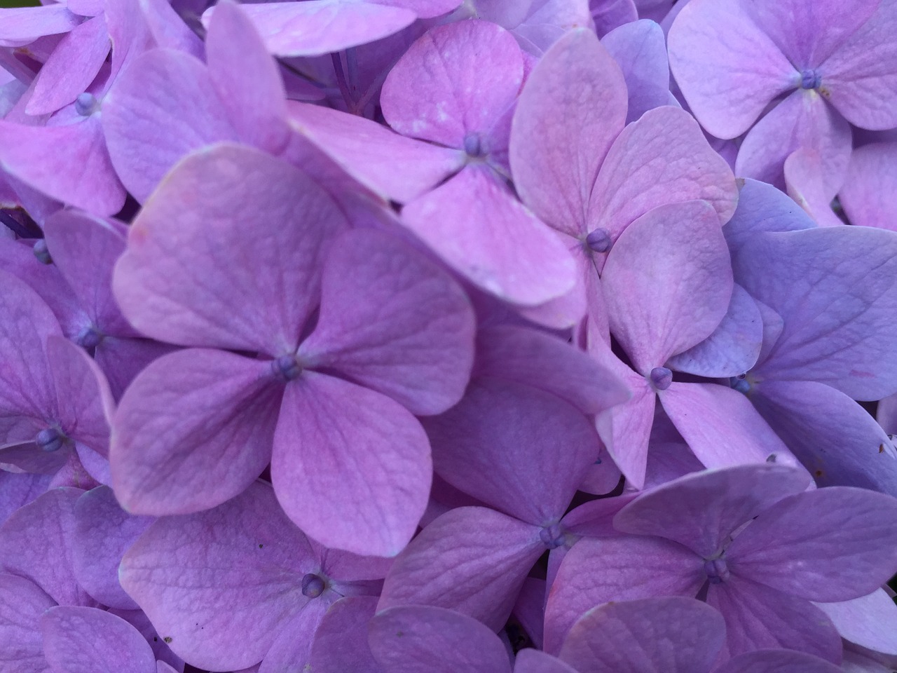 hydrangea flower floral free photo