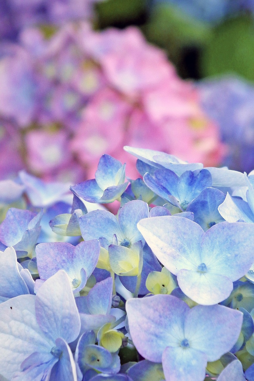 hydrangea blossom bloom free photo