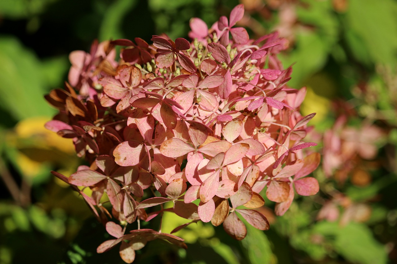 hydrangea autumn pink free photo