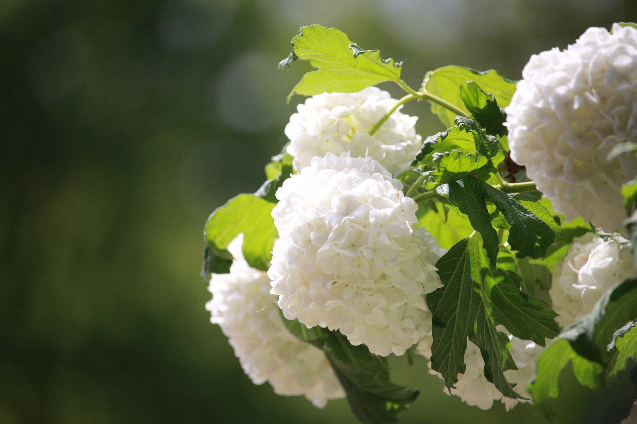 hydrangea bush hydrangea bush free photo