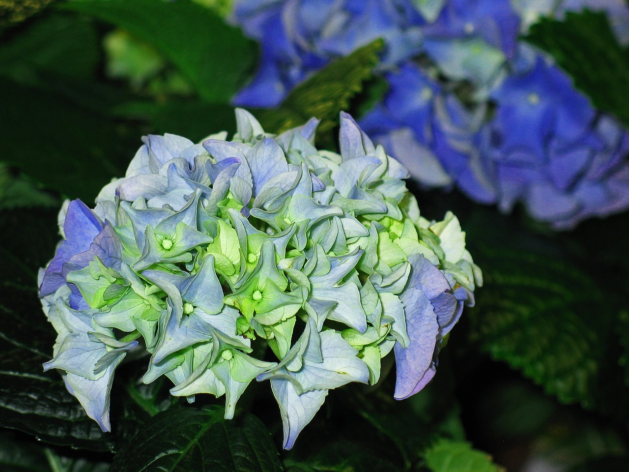 hydrangea garden blossom free photo