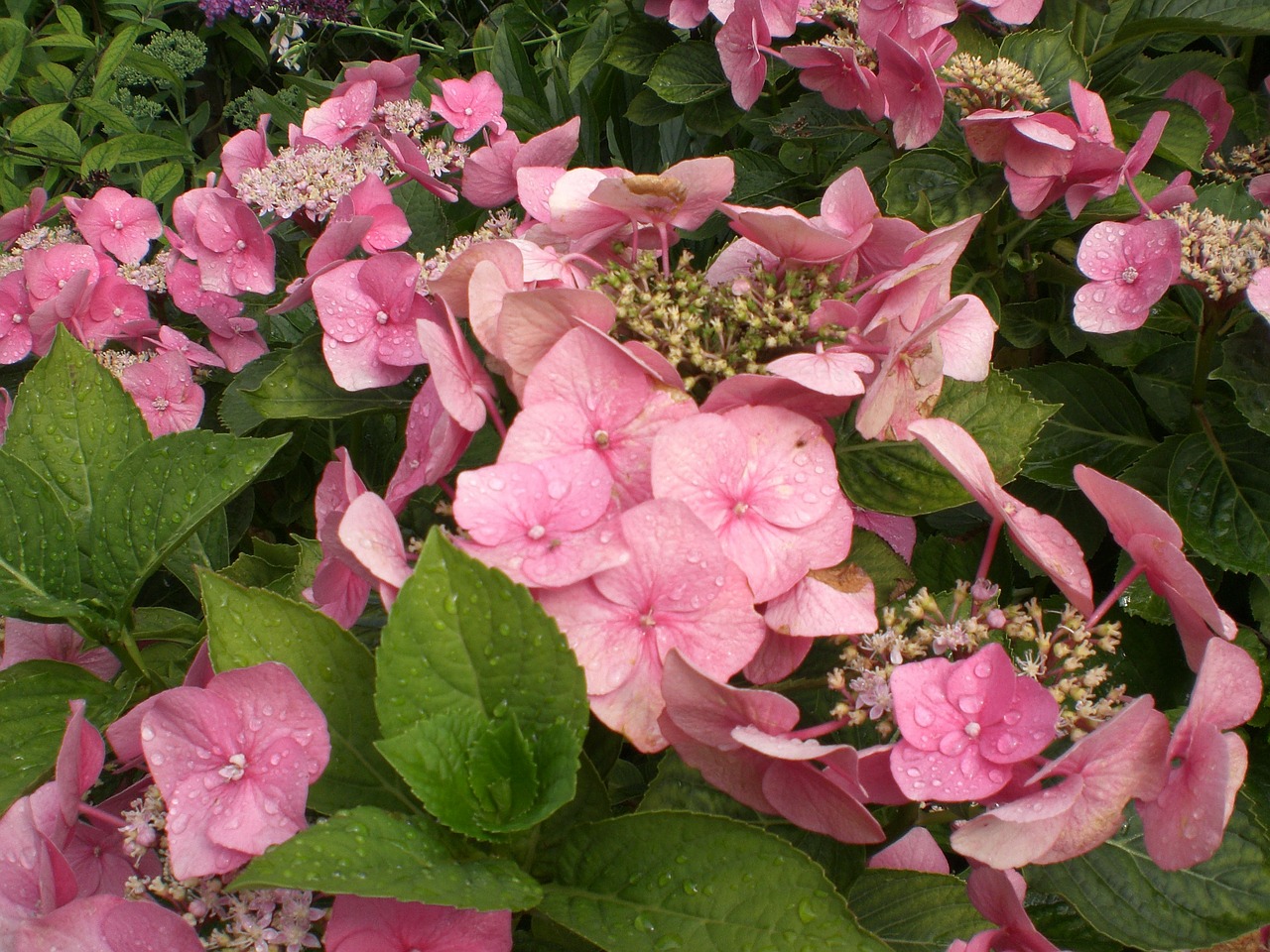 hydrangea flower blossom free photo