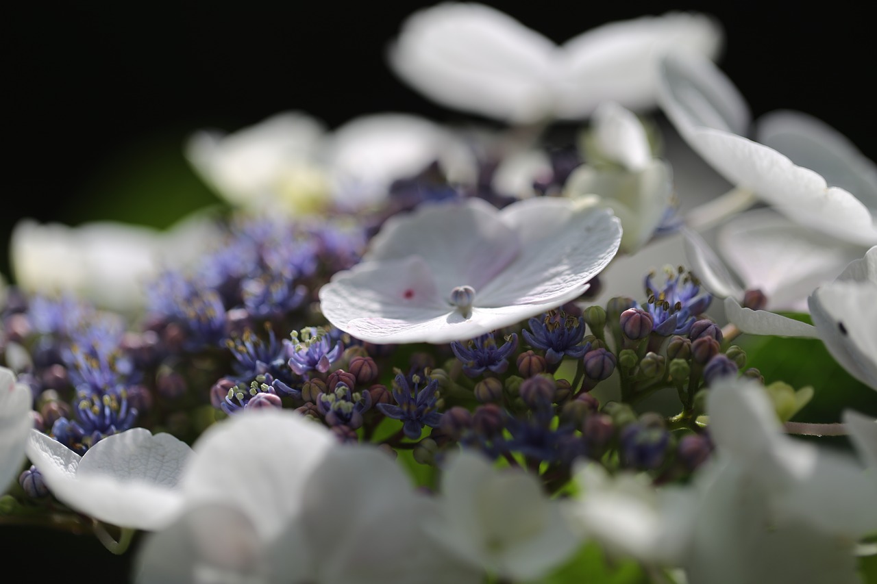 hydrangea blossom bloom free photo