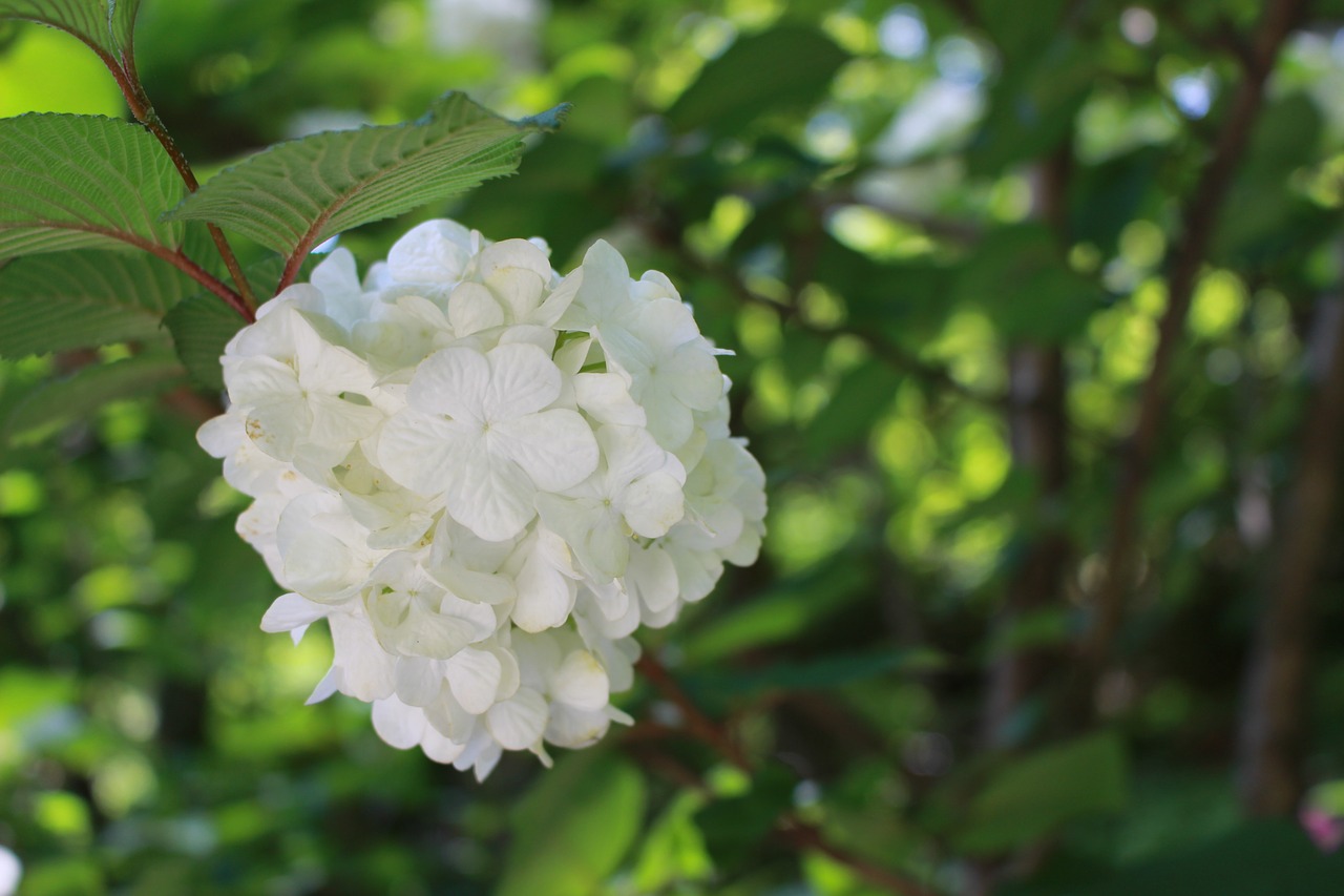 hydrangea japan flowers free photo