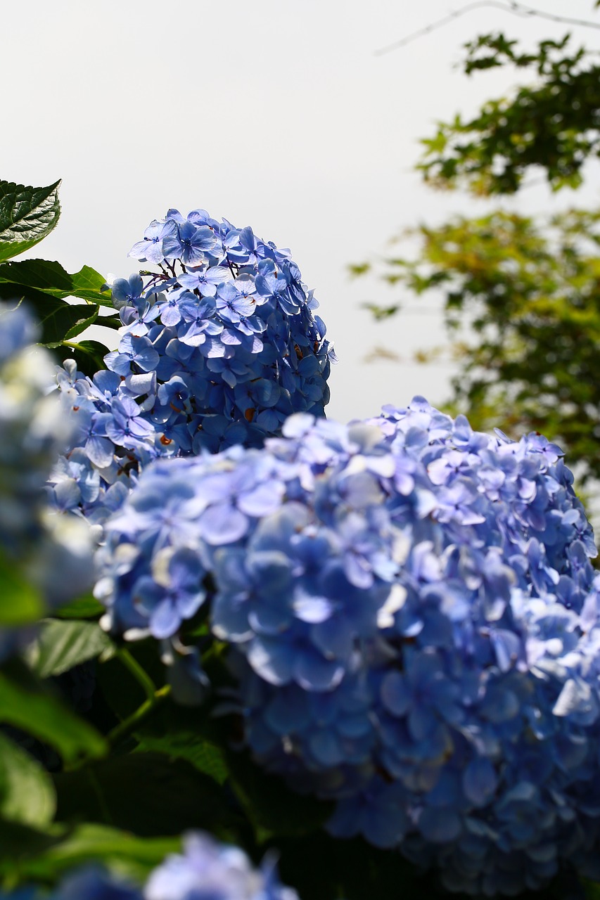 hydrangea trees plant free photo