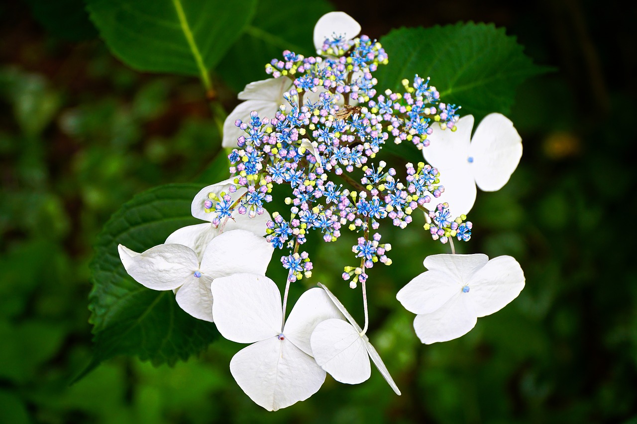 hydrangea flower summer free photo