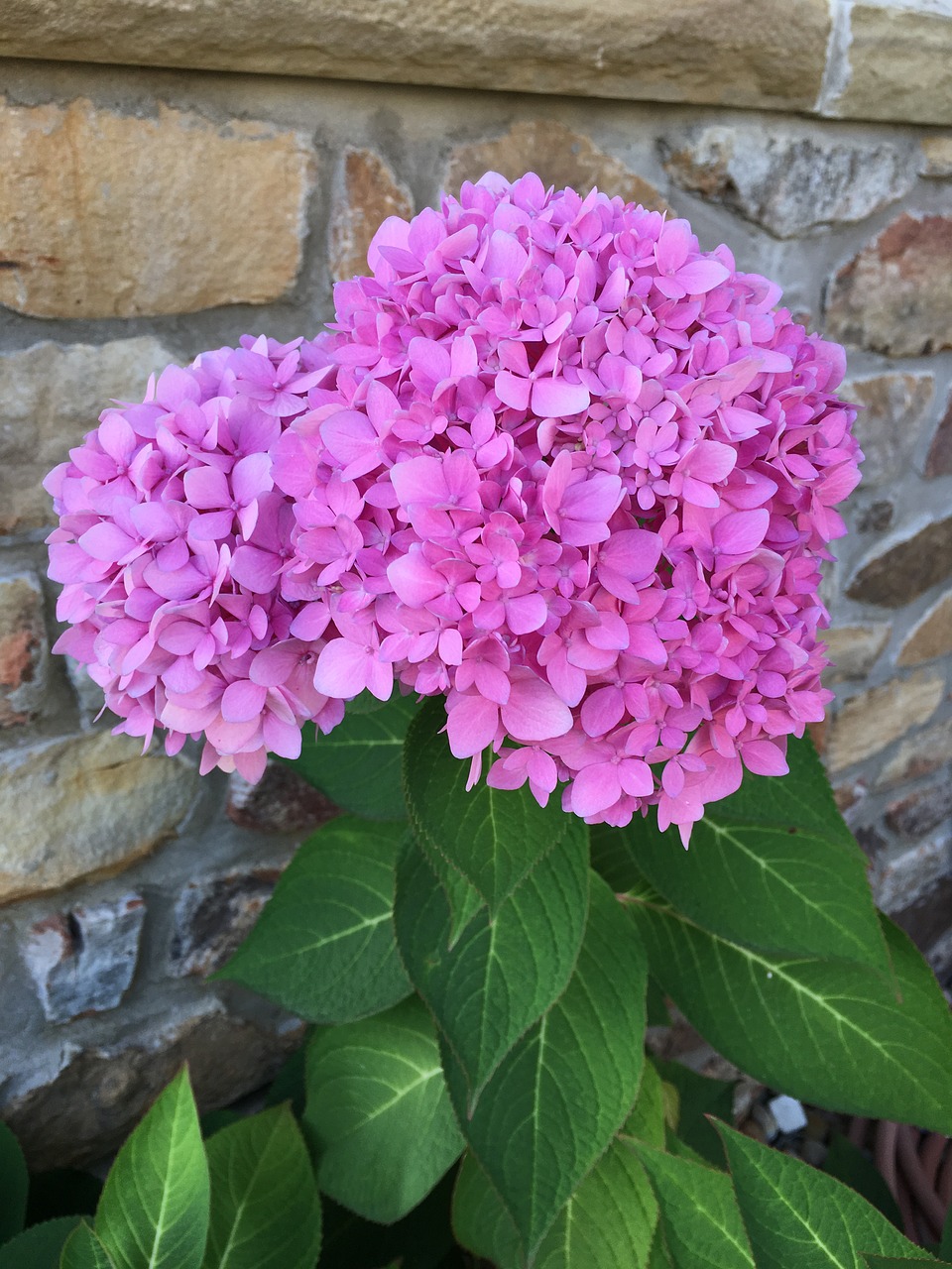 hydrangea flower fall free photo