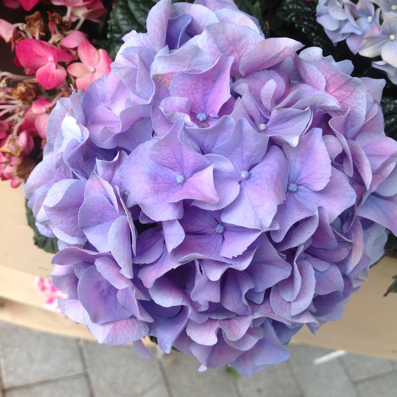 hydrangea keukenhof garden purple free photo