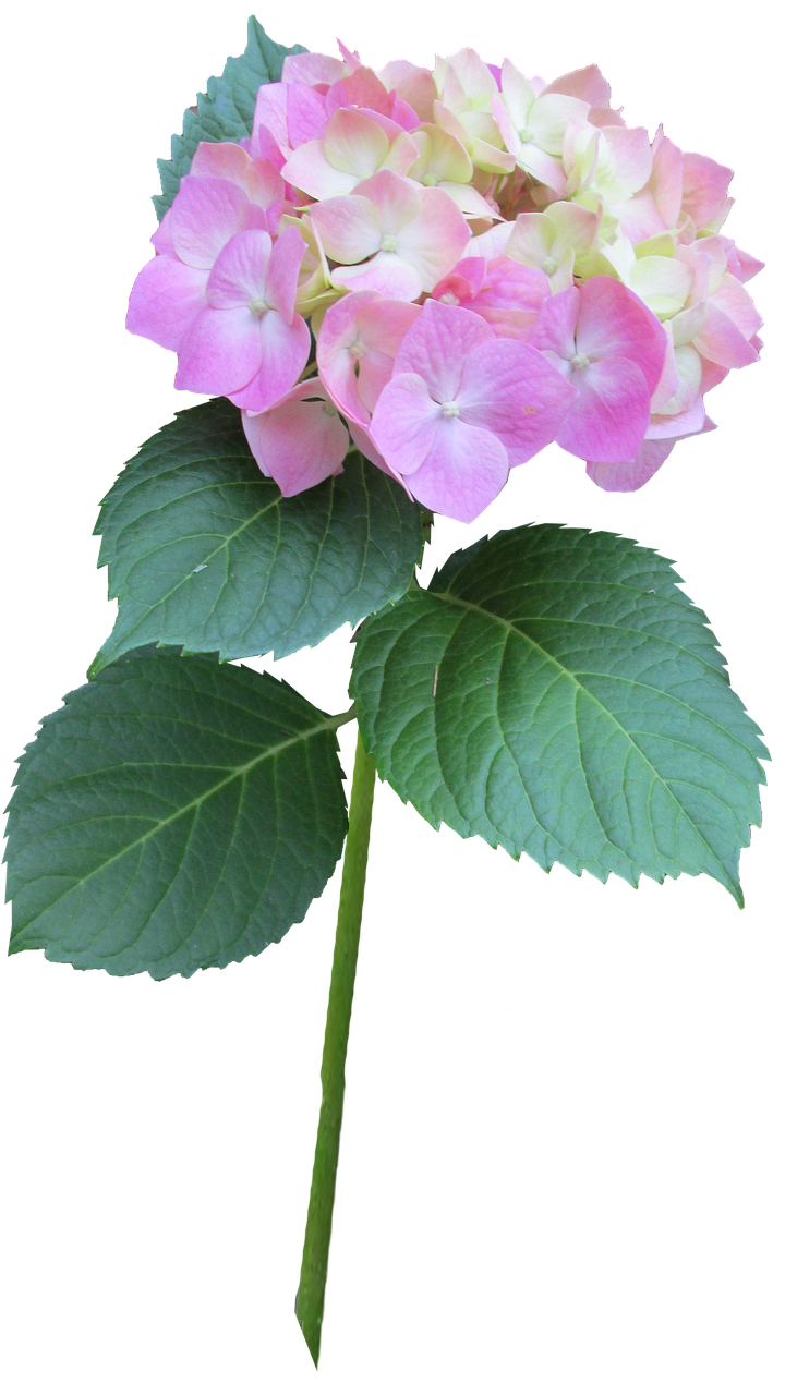 hydrangea pink stem free photo