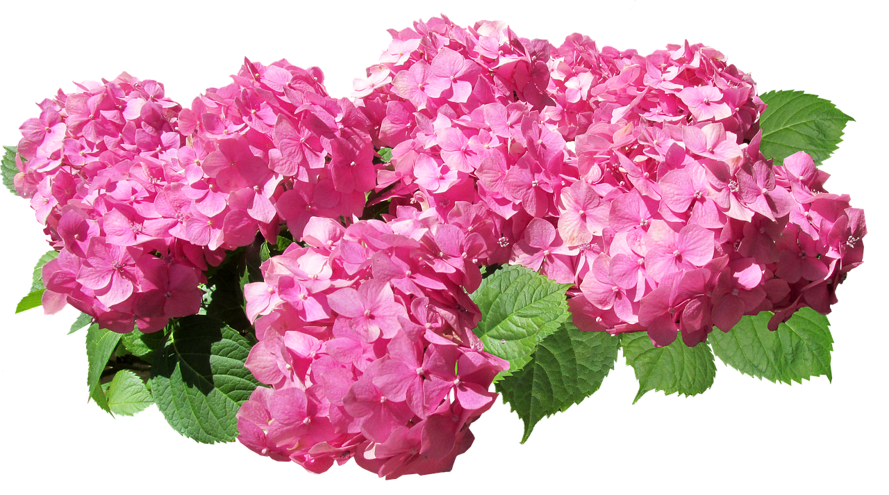 hydrangea flowers pink free photo