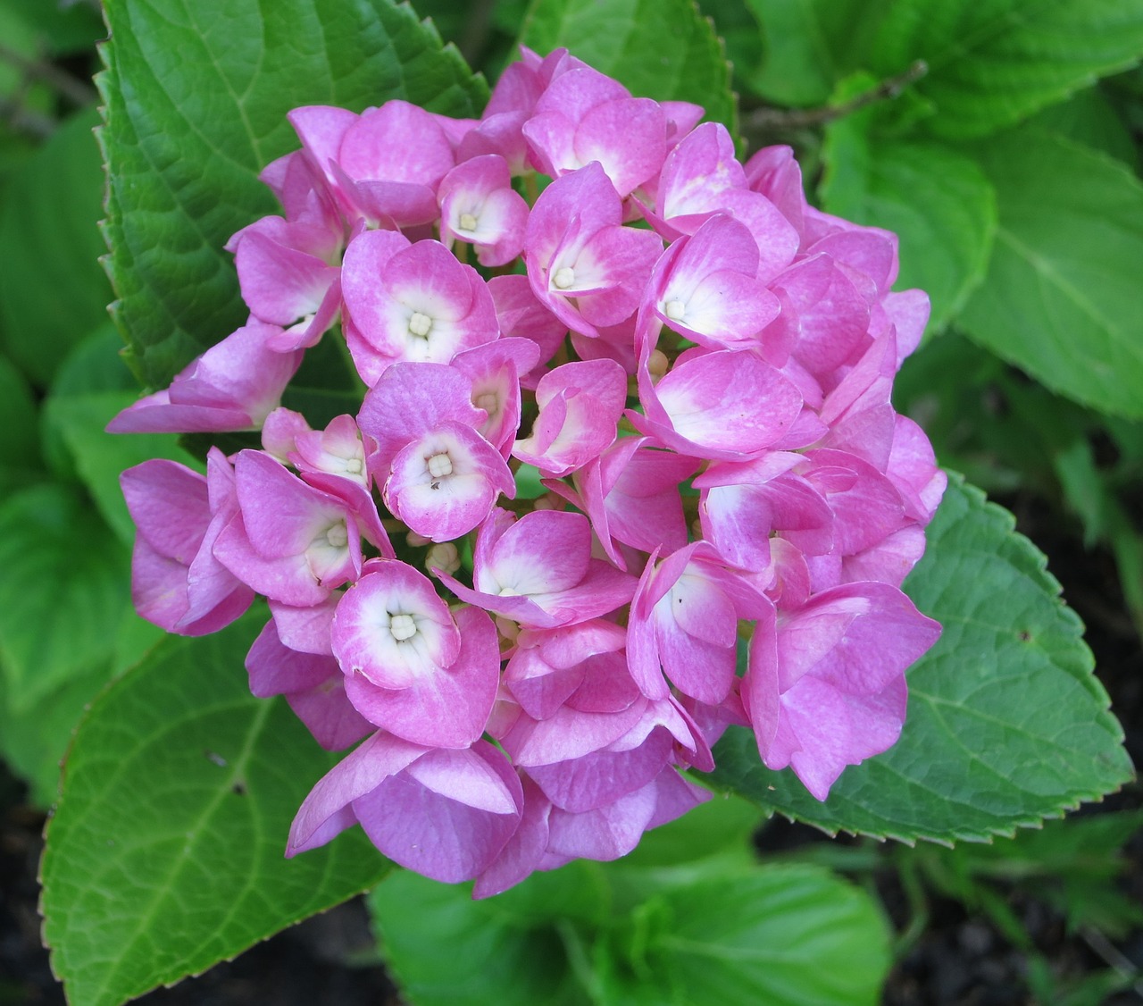 hydrangea blossom bloom free photo