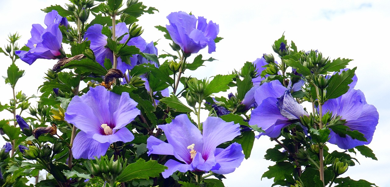 hydrangea nature plant free photo