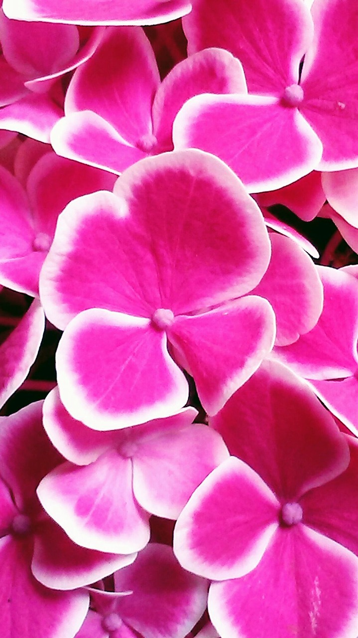 hydrangea flower fuchsia free photo