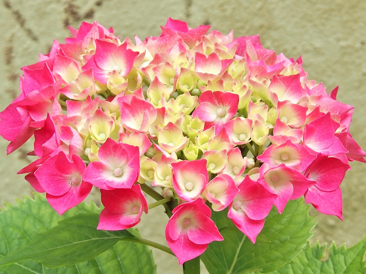 hydrangea pink hydrangea bush free photo