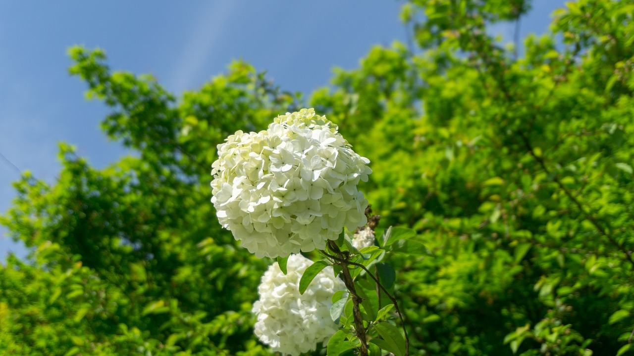 hydrangea  nature  leaf free photo