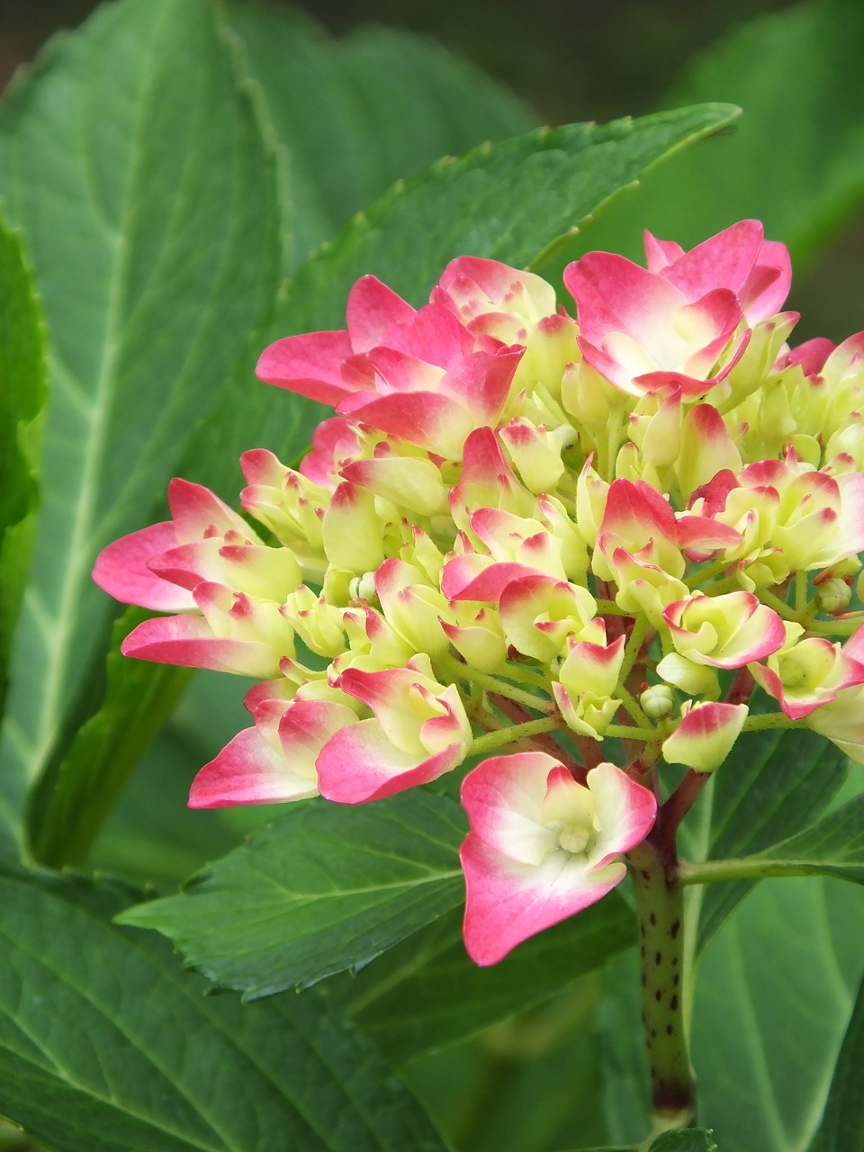 hydrangea  nature  flower free photo