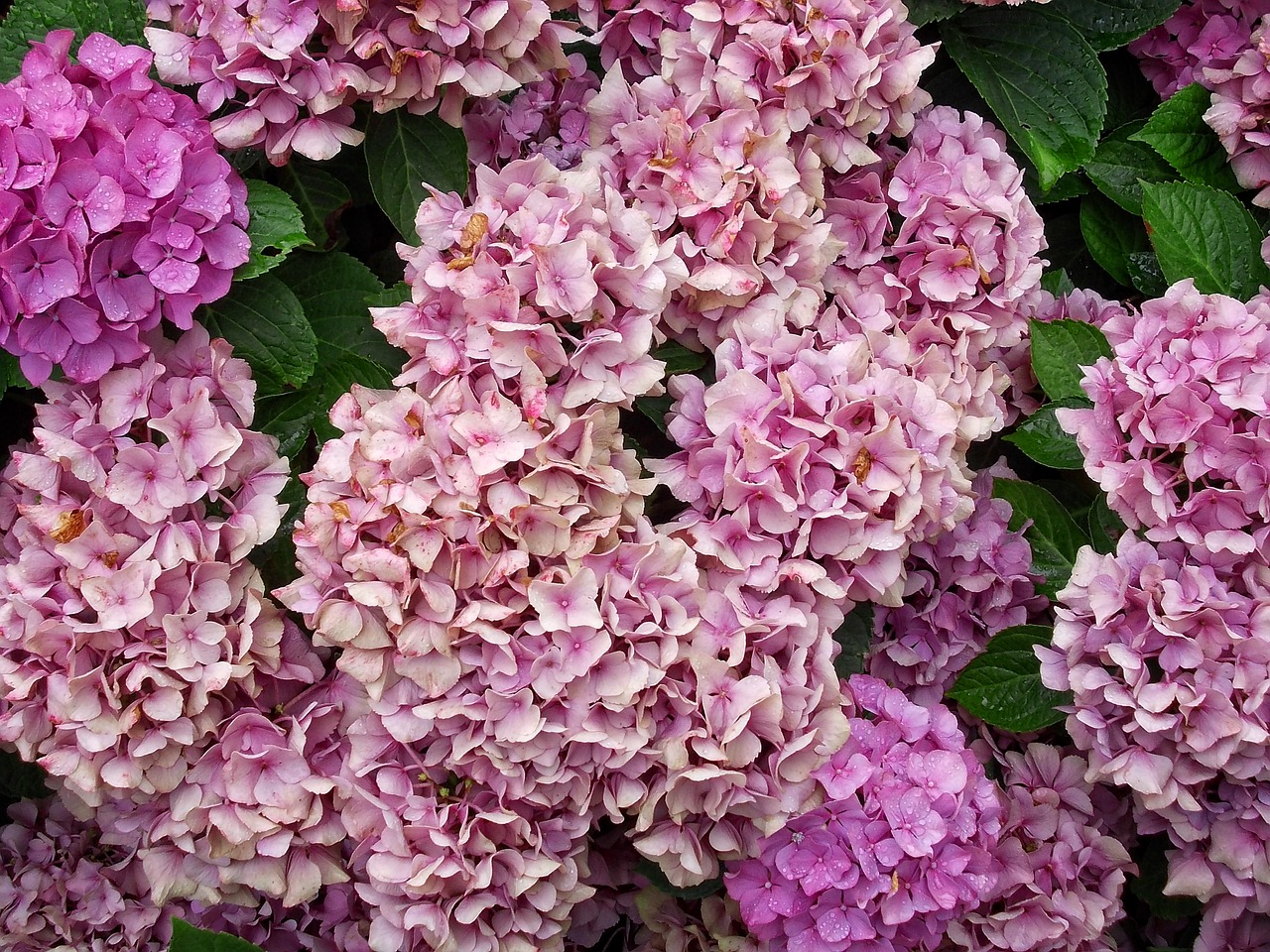 hydrangea  hortensia  flower free photo