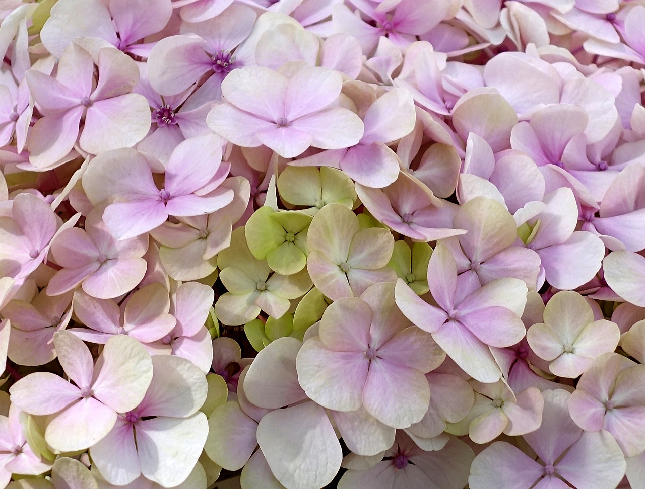 hydrangea  flower  blossom free photo