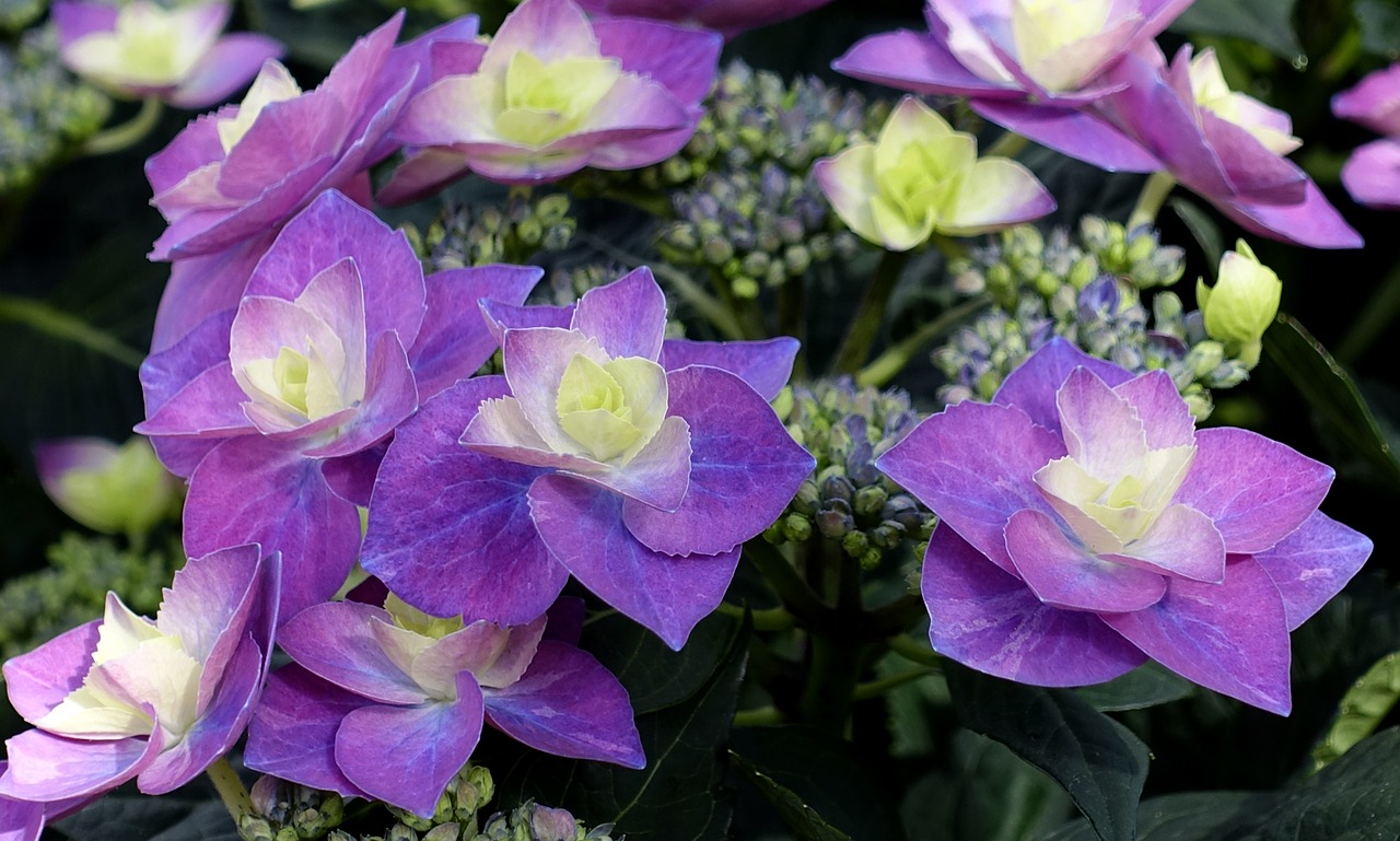 hydrangea  flower  blossom free photo