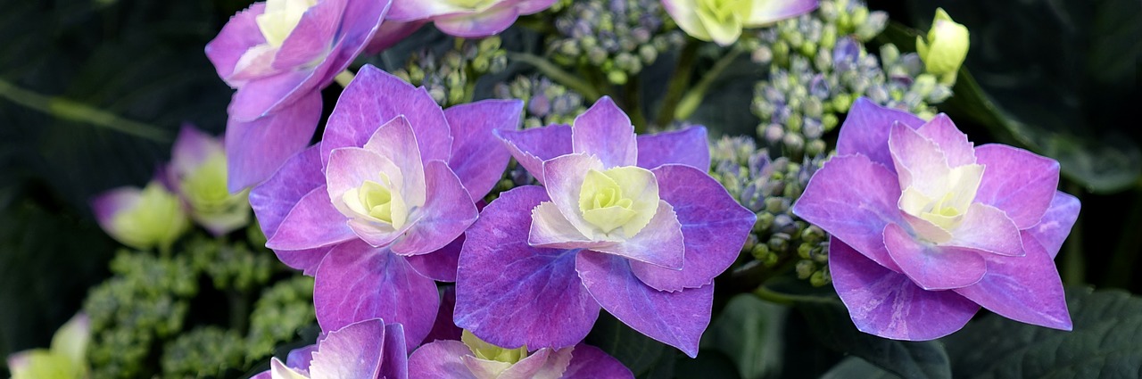 hydrangea  flower  blossom free photo