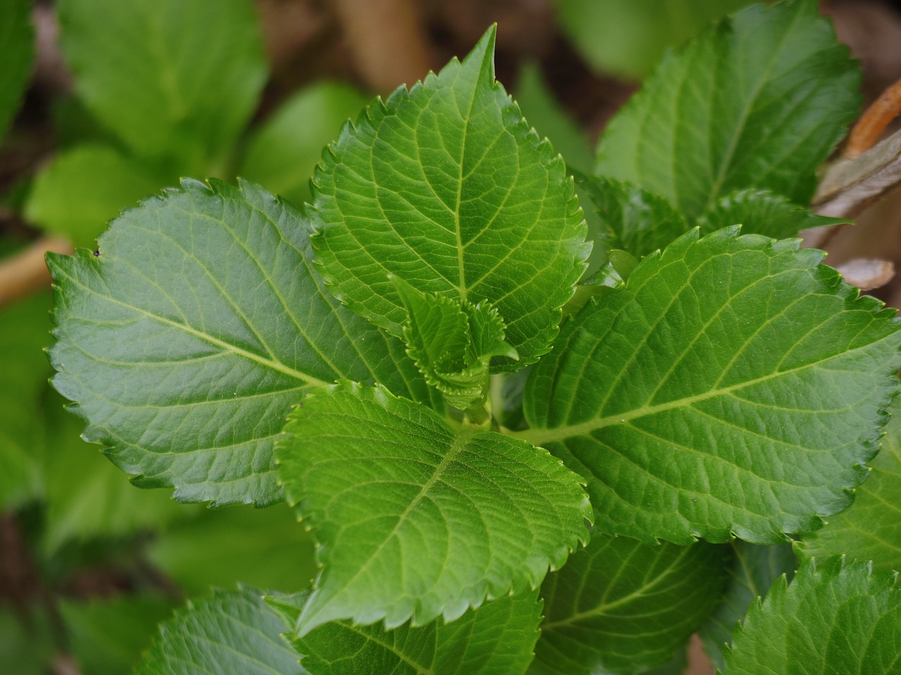 hydrangea  hydrangeas leaves  fresh green free photo