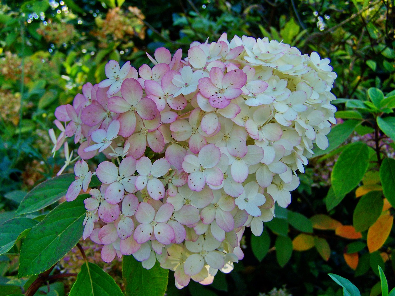 hydrangea  pale pink free pictures free photo