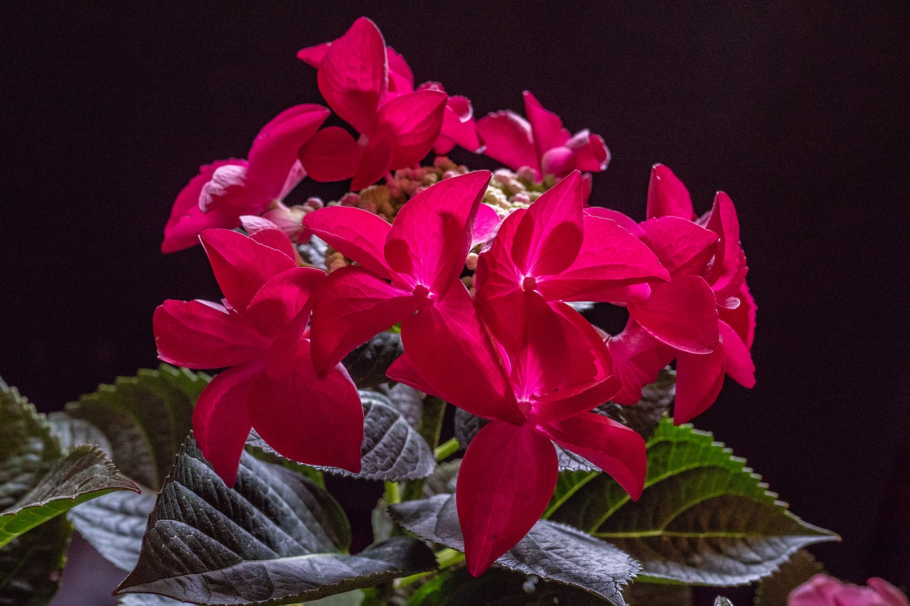 hydrangea  flower  red free photo