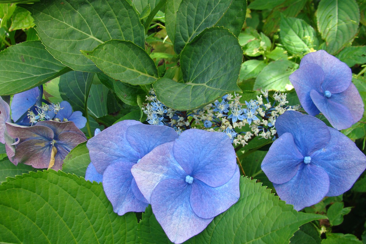 hydrangea  flower  blue free photo