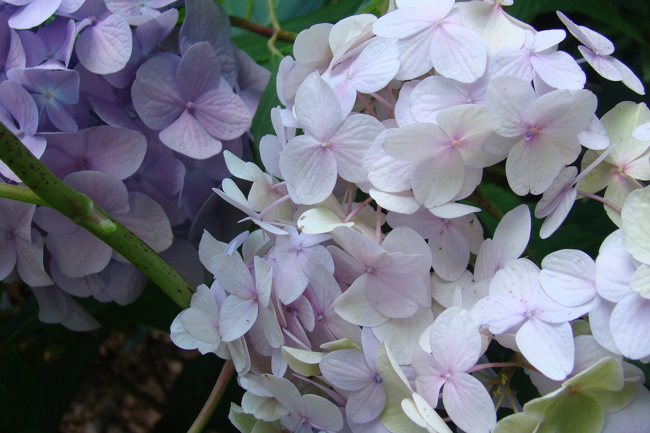 hydrangea  flower  white free photo