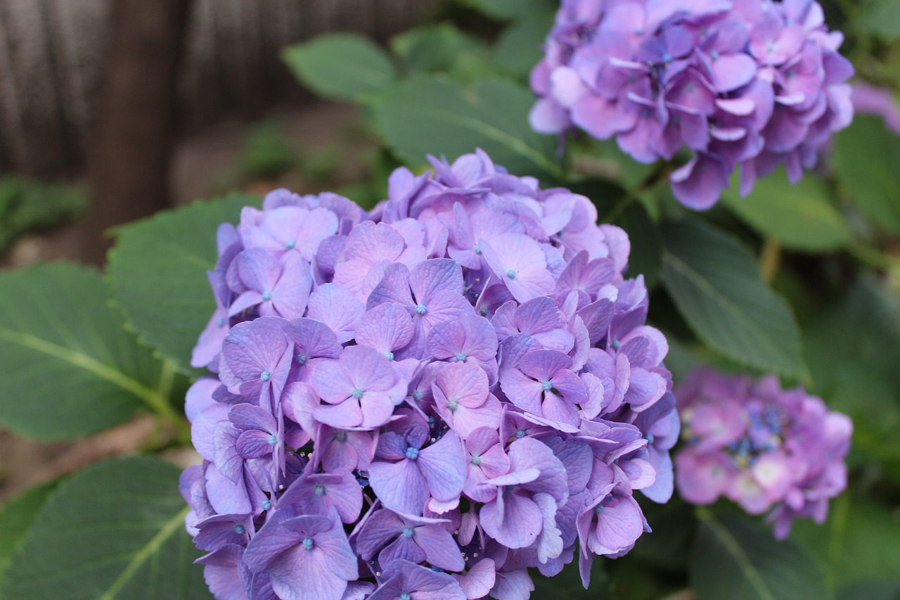 hydrangea  flower  purple free photo