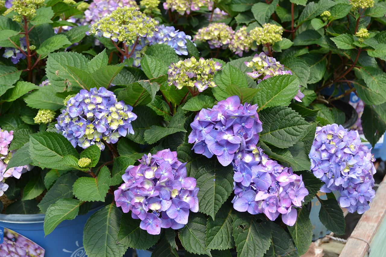 hydrangea  endless summer  purple free photo