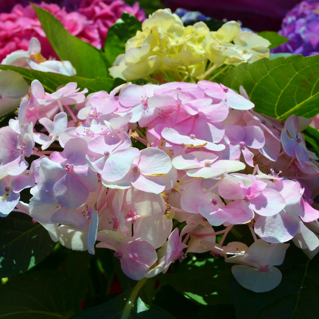 hydrangea  purple  pink free photo