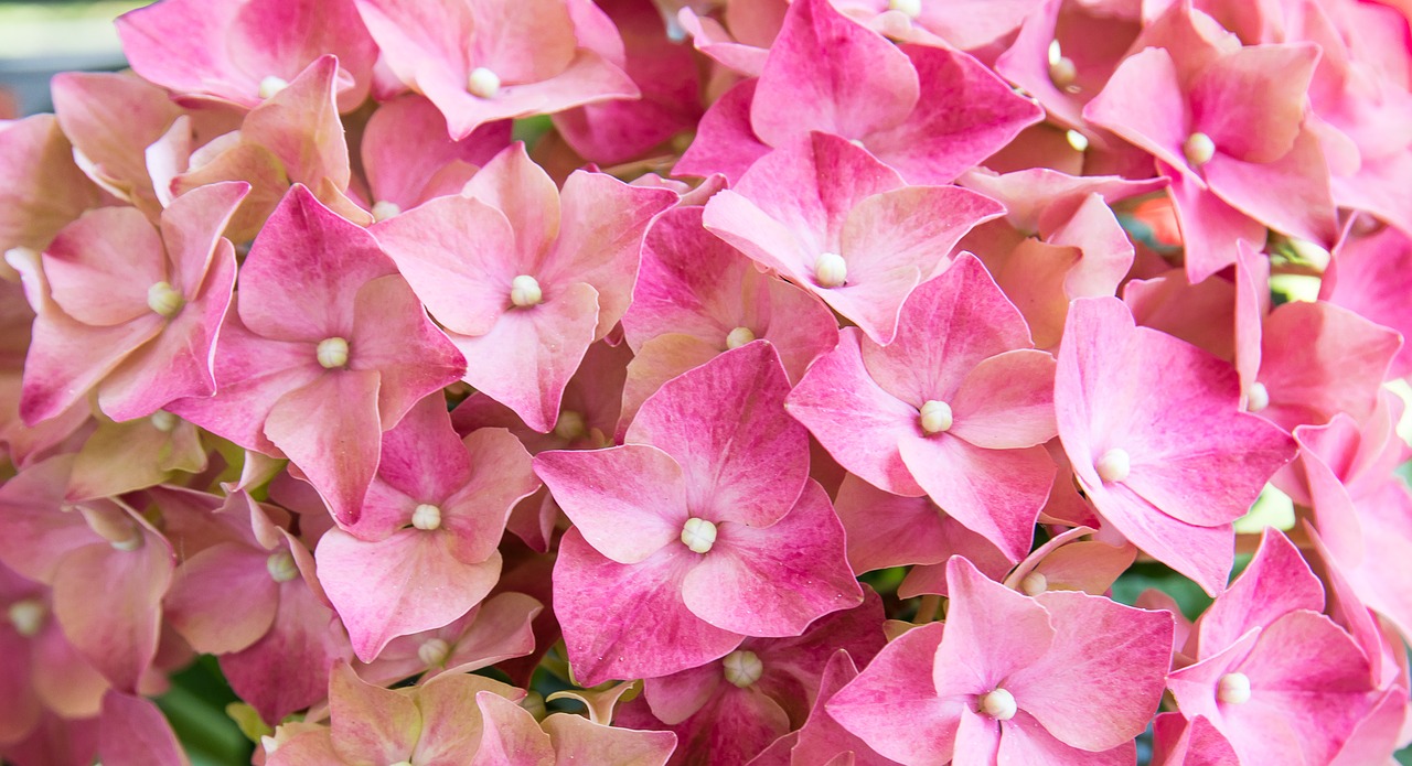 hydrangea  flower  flowers free photo