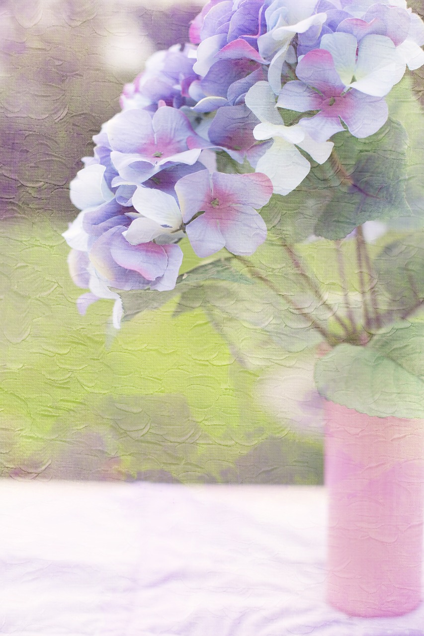 hydrangea  purple  soft free photo