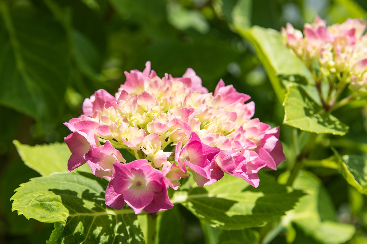 Hydrangea, pink, plant, flower, summer - free image from needpix.com