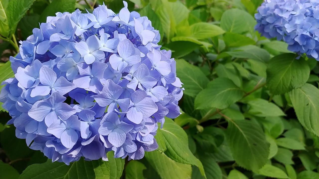 hydrangea  flowers  nature free photo