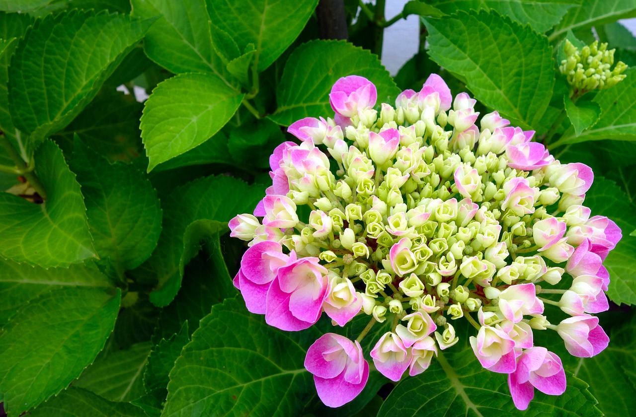 hydrangea  flower  blossom free photo