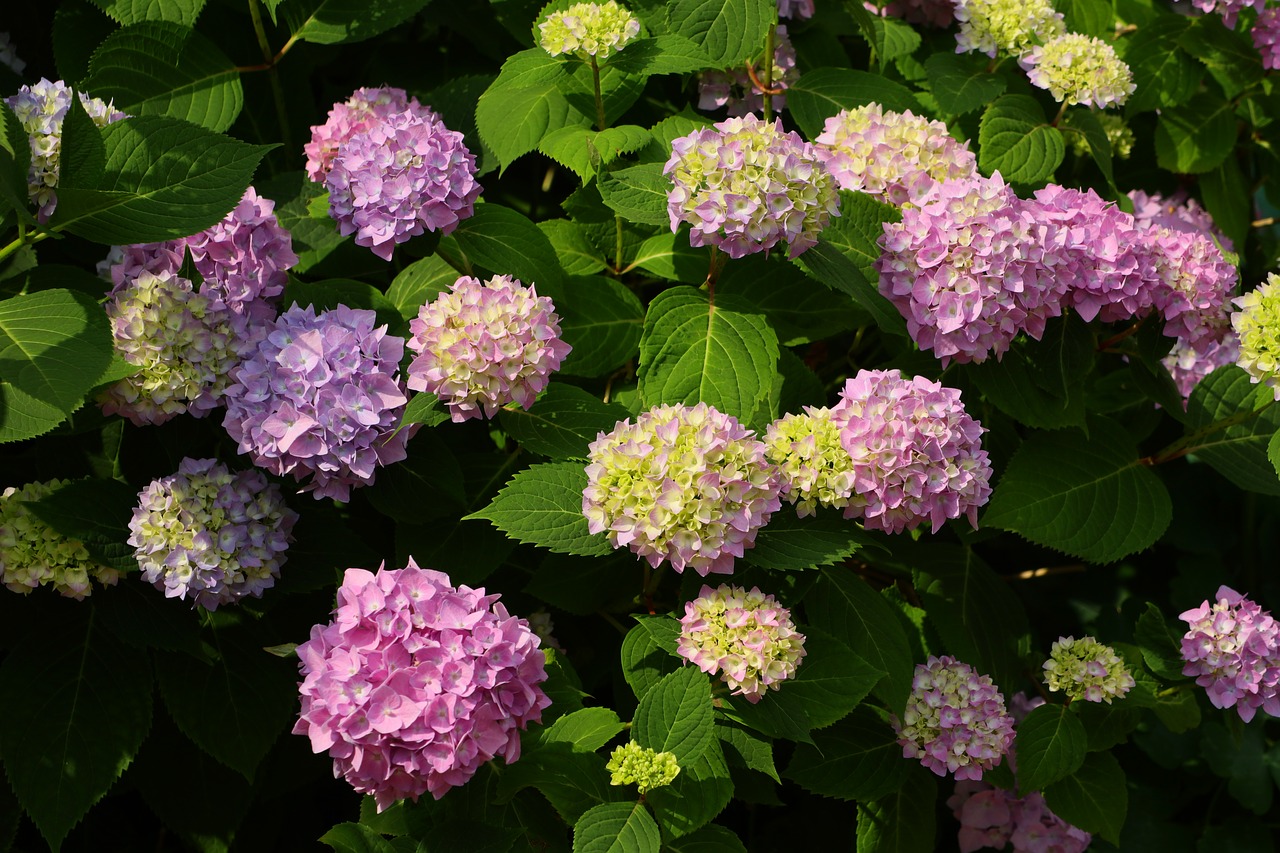 hydrangea  flower  blossom free photo