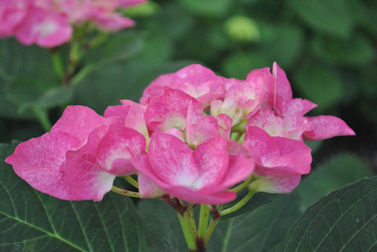 hydrangea  pink  nature free photo