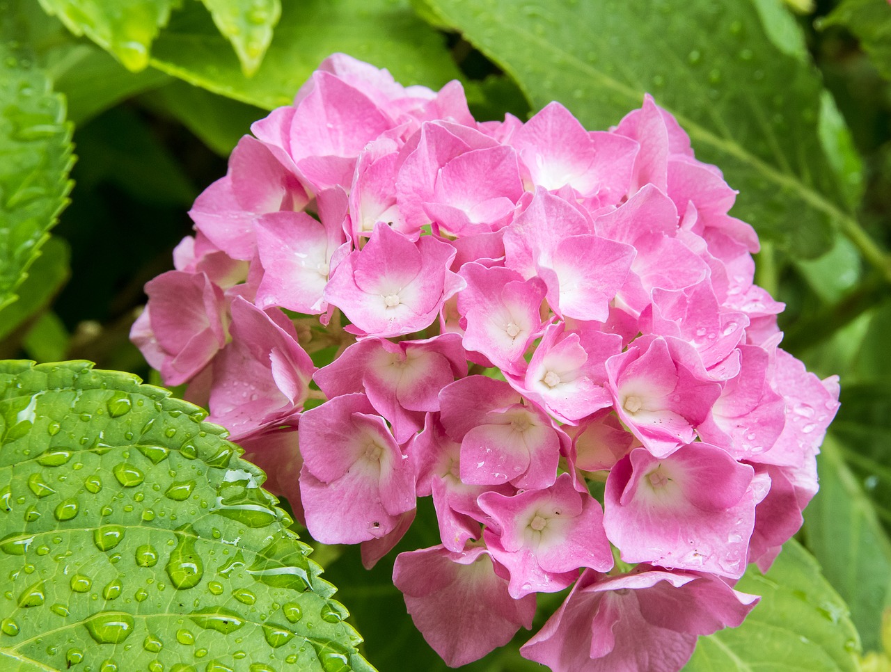 hydrangea  plant  blossom free photo