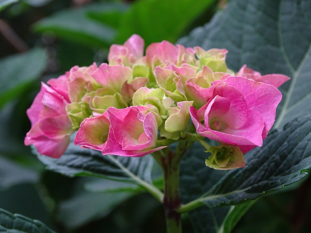 hydrangea  bauer hydrangea  flower buds free photo