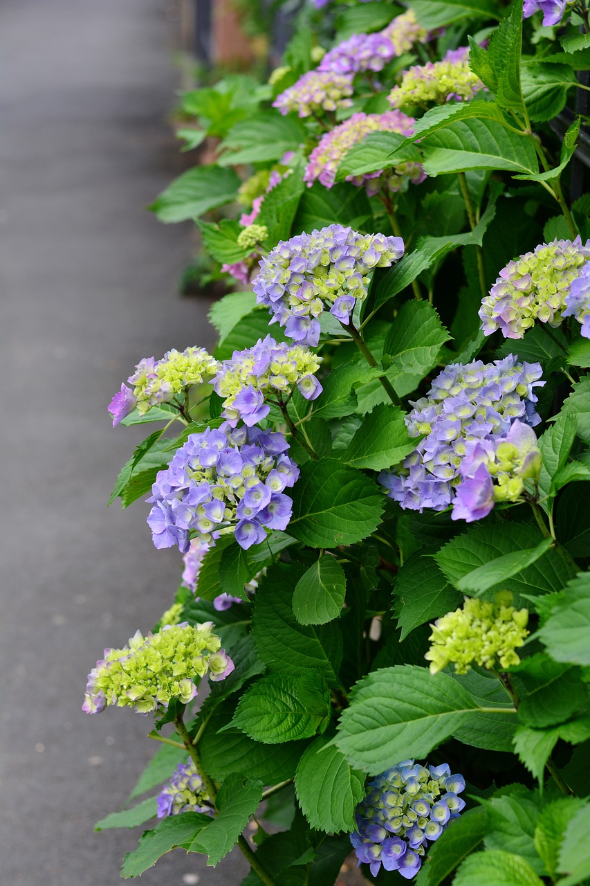 hydrangea  flowers  garden free photo