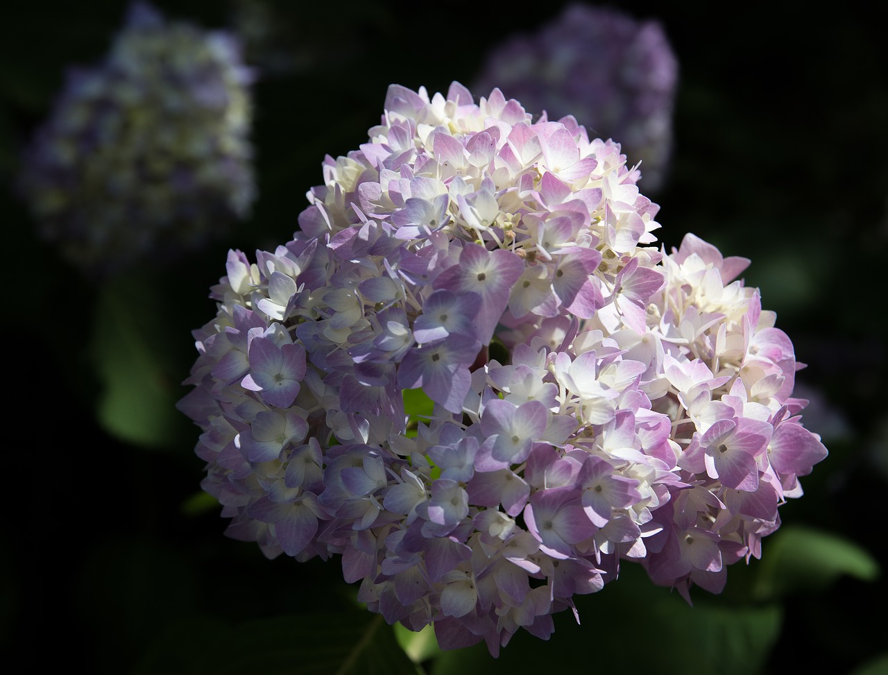 hydrangea  plant  flower free photo