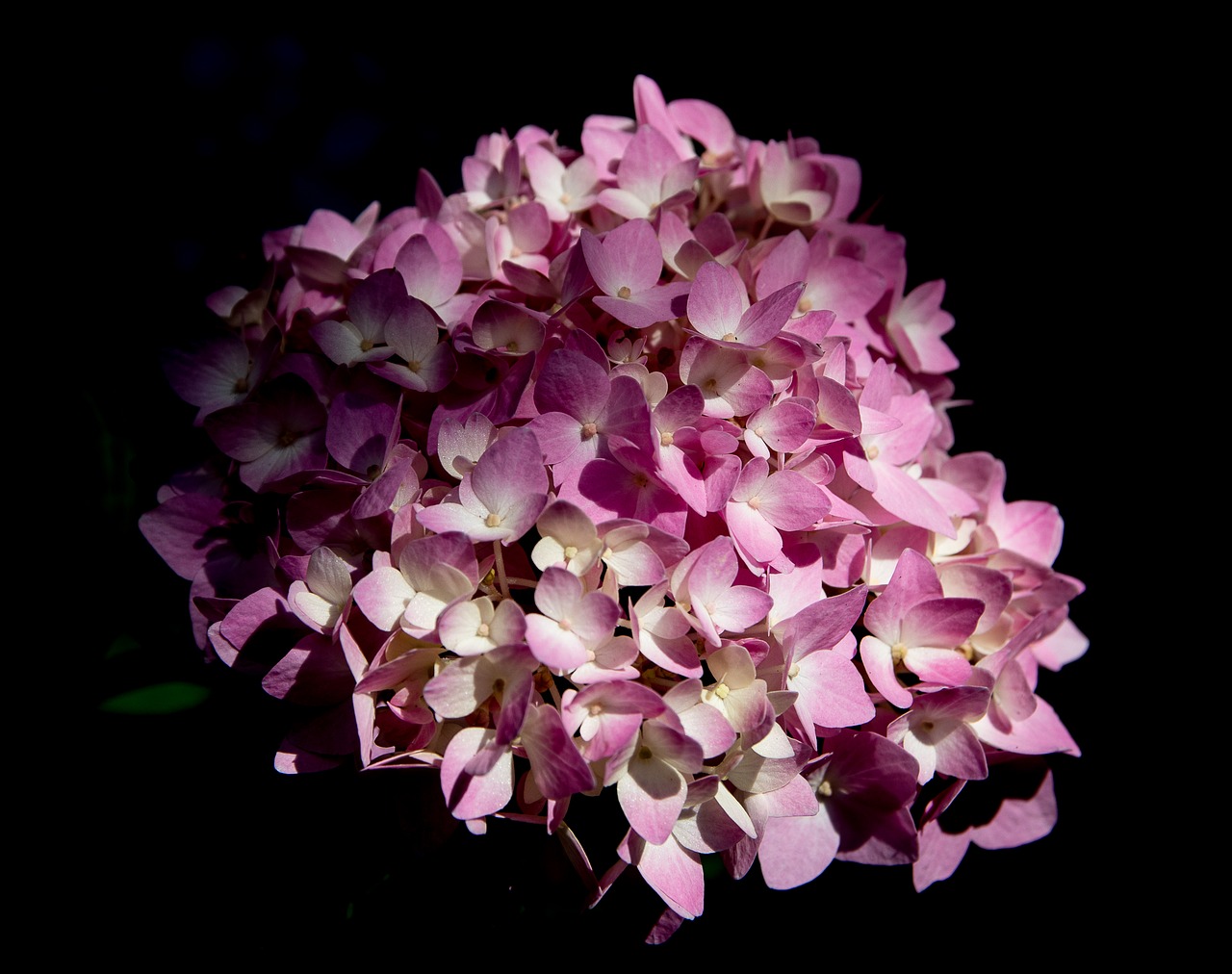 hydrangea  plant  flower free photo