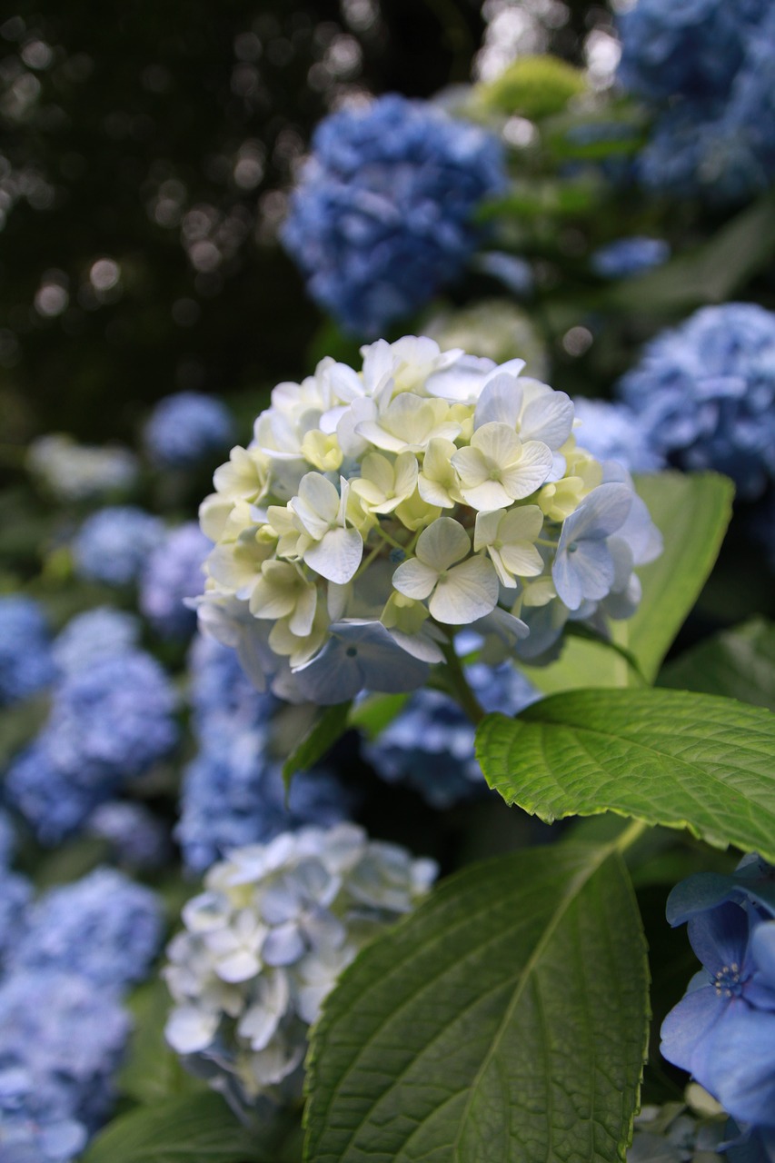 hydrangea  plant  flowers free photo