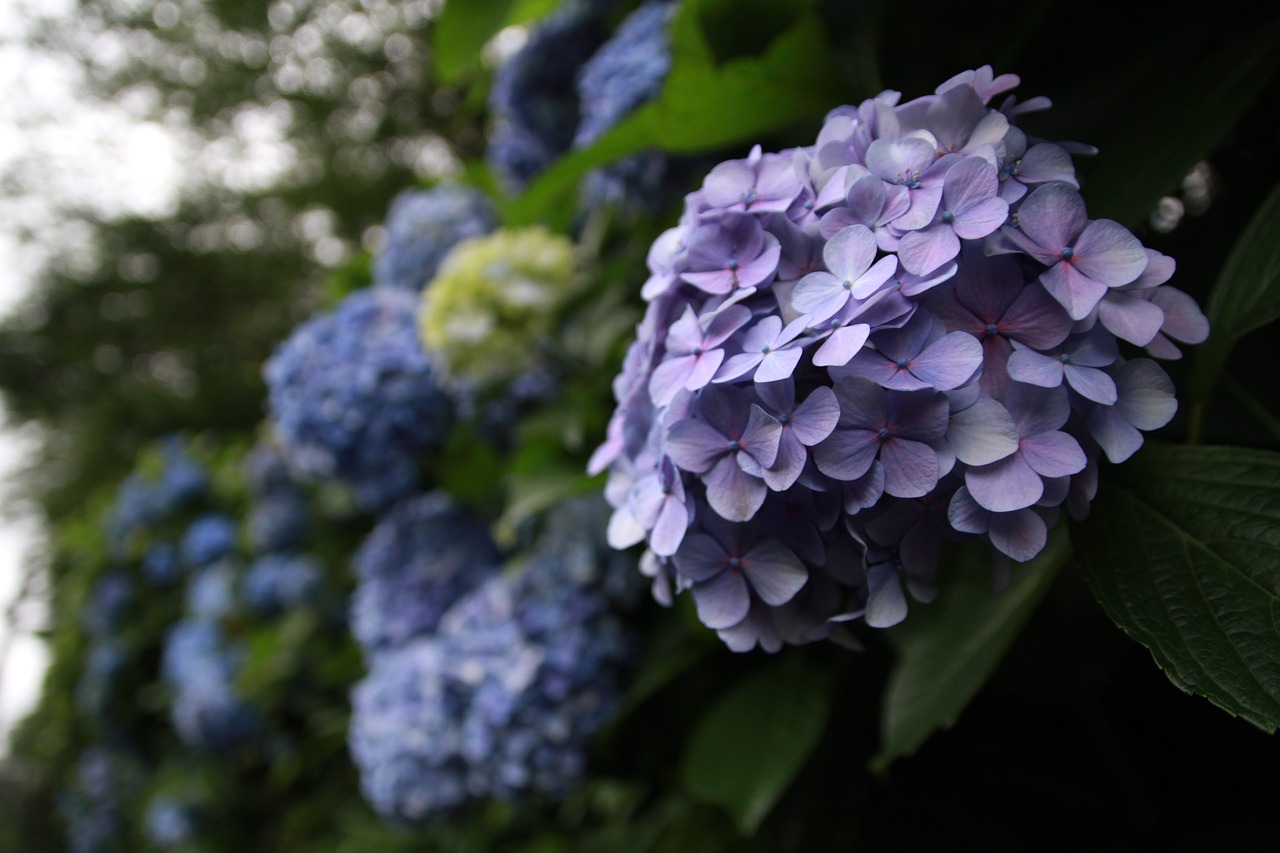 hydrangea  plant  flowers free photo