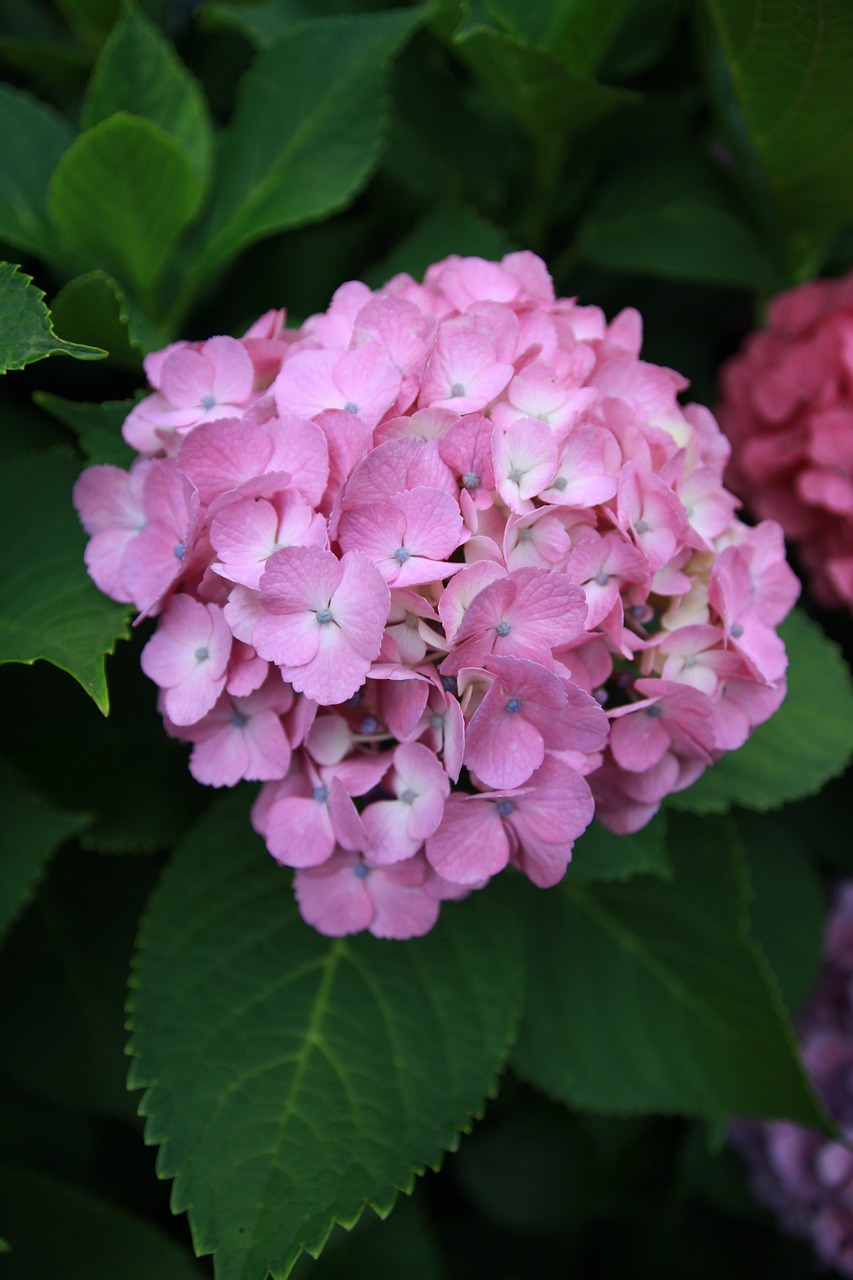 hydrangea  plant  flowers free photo